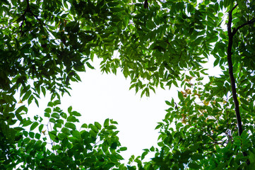 Top view with tree branch and blue sky