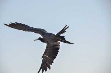 Fototapeta premium ガラパゴス グンカンドリ