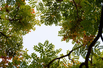 Top view with tree branch and blue sky