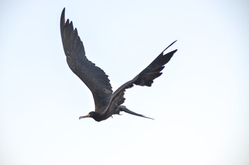 ガラパゴス　グンカンドリ