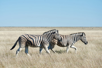 Fototapeta na wymiar Two zebras walking in the savannah.