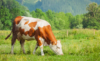 Fototapeta na wymiar Cow grazing on green meadow.