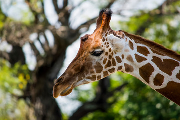 giraffe