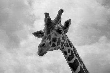 giraffe