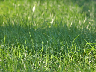 green grass