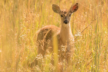 Whitetail Deer Fawn in Late Summer