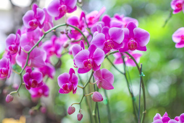 Fototapeta na wymiar Inflorescence of purple pink vanda orchids flowers blooming on branch in garden with bokeh background,natural flower huge field hanging on tree
