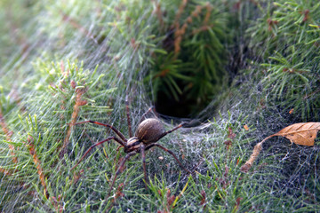 Funnel Web Spider Leaving Its Nest