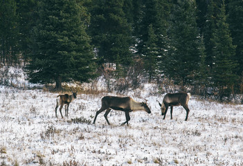 Caribou Family