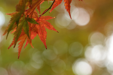 紅葉