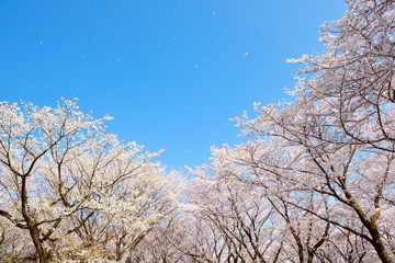 Obraz na płótnie Canvas 日本の桜　桜吹雪