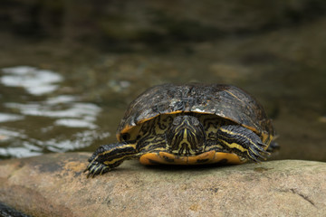 turtle