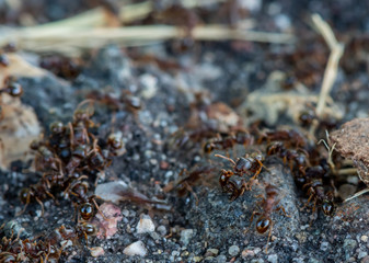 Ants Crawl Over Small Mound