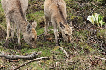 知床のエゾシカ