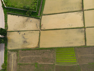 Farmer planting rice plant into flooded paddy field