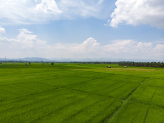 Obraz premium Green rice field