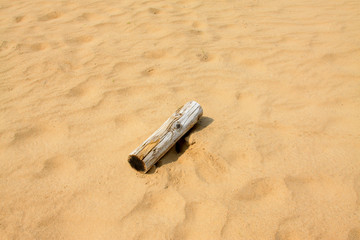 timber in the desert
