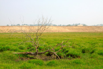 Dead trees in the WuLanBuTong grassland, China