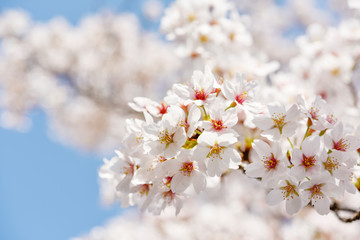 Cherry blossoms in full bloom 