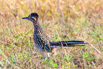 Greater Roadrunner (Geococcyx Californianus) standing in brush, detailed.
