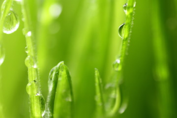 Fototapeta premium Trawa pszeniczna / Trawa pszeniczna to świeżo porośnięte pierwsze liście rośliny pszenicy zwyczajnej, używane jako pokarm, napój lub suplement diety
