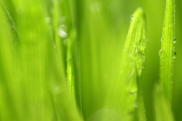 Fototapeta na wymiar Wheat grass / Wheatgrass is the freshly sprouted first leaves of the common wheat plant, used as a food, drink, or dietary supplement