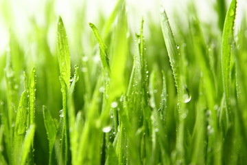 Naklejka na ściany i meble wheat grass ass background / Wheatgrass is the freshly sprouted first leaves of the common wheat plant, used as a food, drink, or dietary supplement