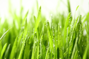 Fototapeta na wymiar wheat grass ass background / Wheatgrass is the freshly sprouted first leaves of the common wheat plant, used as a food, drink, or dietary supplement