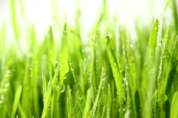 Fototapeta na wymiar wheat grass ass background / Wheatgrass is the freshly sprouted first leaves of the common wheat plant, used as a food, drink, or dietary supplement