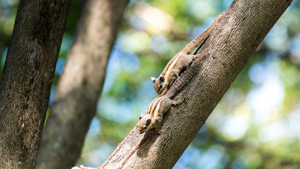 Two Himalayan striped squirrel playing on tree branch in the morning.
