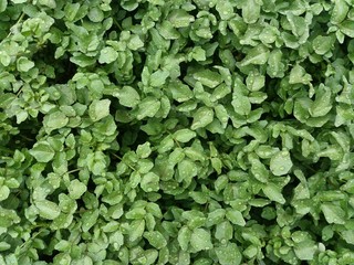 close view of bush with water drops on its green leaves, location, huasao, cusco, peru.