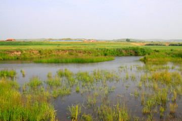 marsh in the grassland