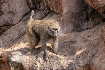 animal102815