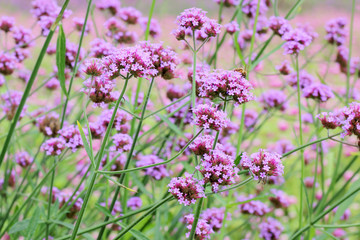 Beautiful blooming purple verbena flower in garden