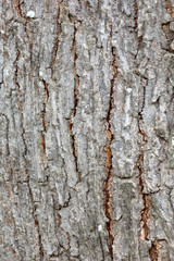 bark nature pattern texture for background.