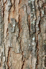 Fototapeta premium dry bark nature pattern texture for background.