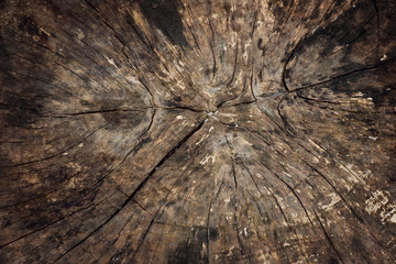 Abstract old tree stump texture background