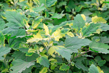 Chenopodium album leaves in spring