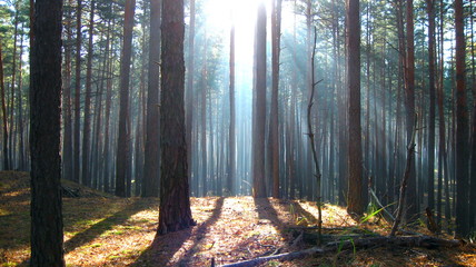 Fototapeta premium Morning in the autumn forest.