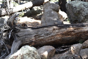 Fototapeta na wymiar Fallen tree on rocky terrain