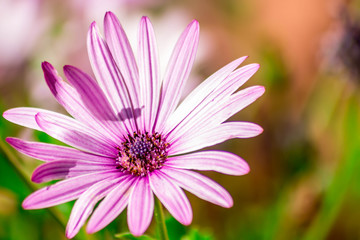 Pink Daisy