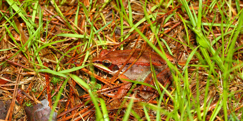 Wood Frog Wisconsin Animals