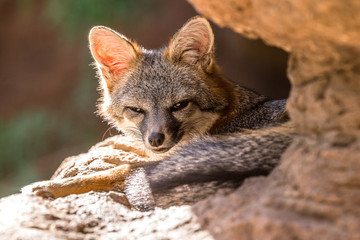 Grey Fox