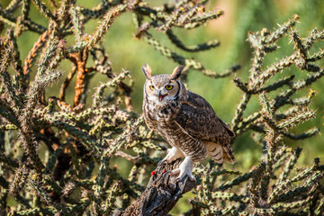 Great horned Owl