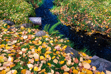 Yellow cottonwood leaves scattered on a green lawn, and stream with drainage culvert opening to it
