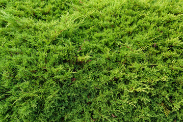Evergreen juniper bush as a green nature background
