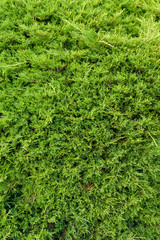 Evergreen juniper bush as a green nature background
