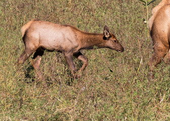 Naklejka na ściany i meble Elk calf (Cervus canadensis) running at prairie