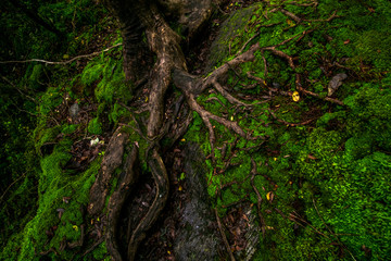 Beautiful greenery nature in the rainforest.