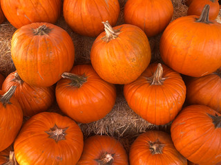 Pumpkin Patch